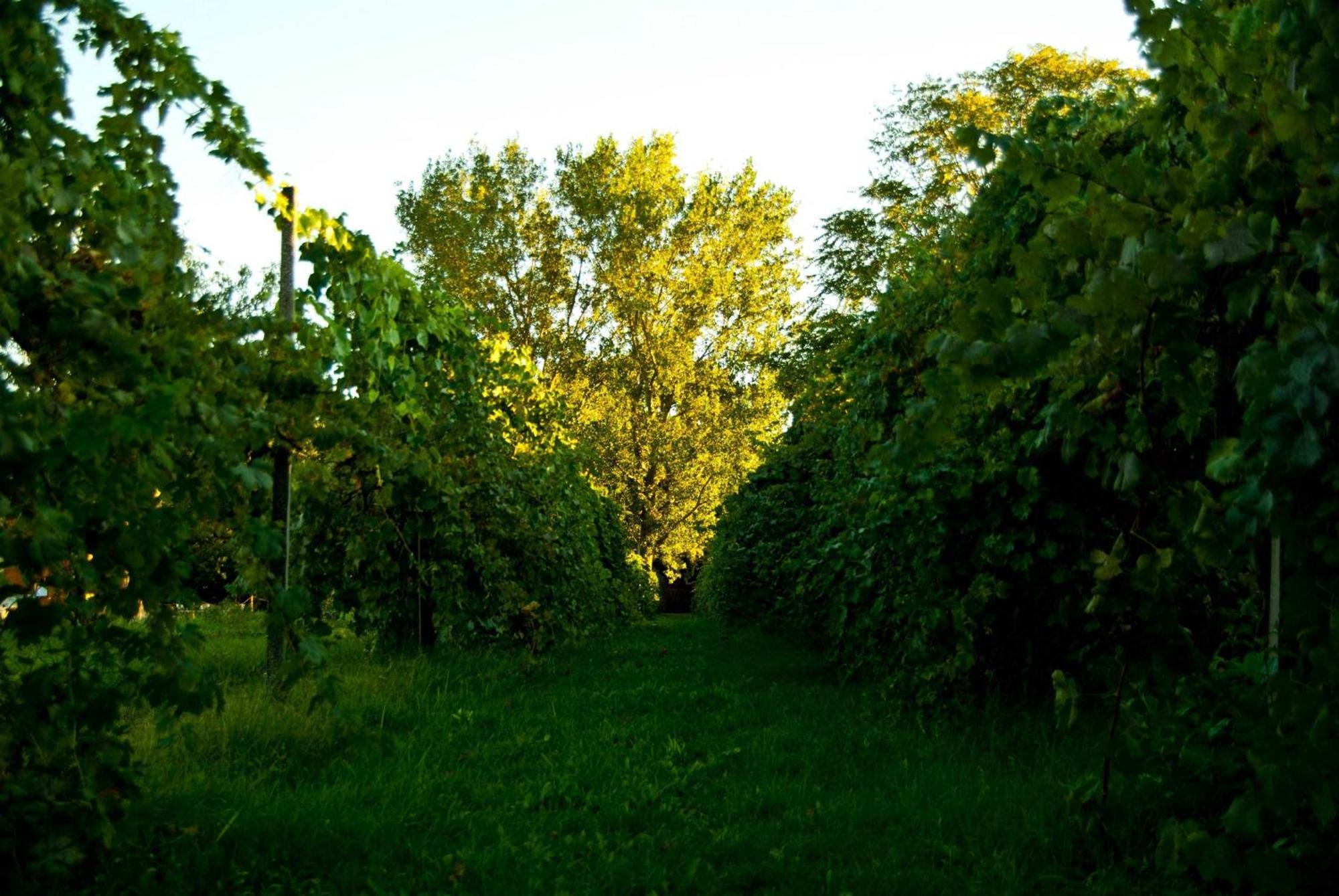 Principessa Pio Villa Ferrara Buitenkant foto